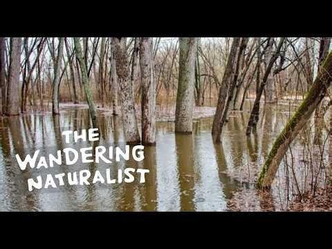 Episode 276: Floods and Floodplains – Surviving the Flood