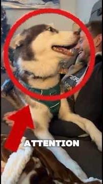 Why HUSKIES Act So DRAMATIC 😆🐺 #husky#dogshorts#funnydogs