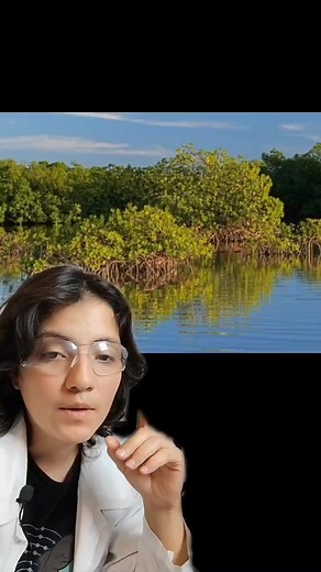 La Importancia de los Manglares en el Ecosistema