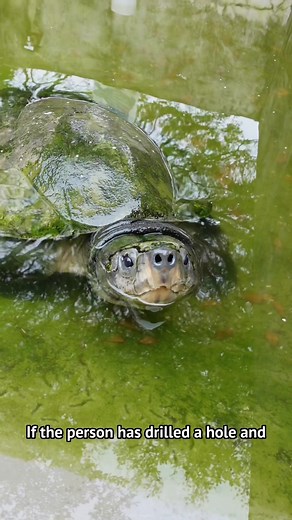 Stories from the heart💛 This is our Malaysian Giant Turtle who almost didn’t survive. He was heartlessly drilled into his shell. We are very blessed to have saved him🙏🏻 #turtles #loveanimals #saveanimals