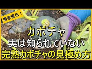 [Pumpkin Growing] Here’s how to tell the best time to harvest [Pro-tips from an organic farmer! P...