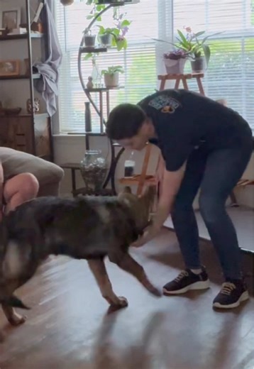 Chip is a high-drive German Shepherd who’s been unintentionally set up for frustration due to a lack of proper stimulation and an inconsistent structure between overexcitement and boredom. As a result, we’re seeing classic behaviors that come from unmet instinctual needs—intense nipping, biting, erratic barking, and general overstimulation. This isn’t just a training issue—it’s a behavioral and neurological one rooted in unmet drive, especially his prey drive. That’s where the Predation Substitu