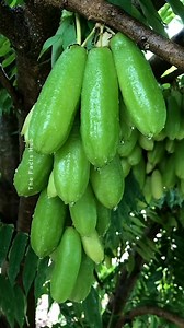 1.2M views · 9.1K reactions | World’s Most Sour Fruit - Even Stronger Than Lemon & Amla! #shorts #plants #farming #fruits #reels #instagram | The Facts Hub | Facebook