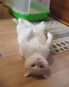 9.6K views · 159 reactions | Hey, i am ready for belly rub  Please support the page with a like <3 | Smiley Cats | Facebook