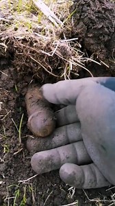 While metal detecting, this guy discovered something strange. 😱💀 . . #metaldetecting #treasurehunting #wierdthing #EpicFind #strangethings | Christopher Santing