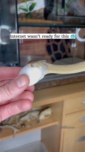 Bro just swallowed it whole 😶 #snake #wildlife #naturelovers #animalshorts #eat #egg