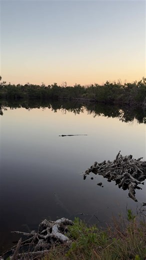 Lisa (@lanamncxxfm)’s videos with Hunting Alligators - Mat Creedon