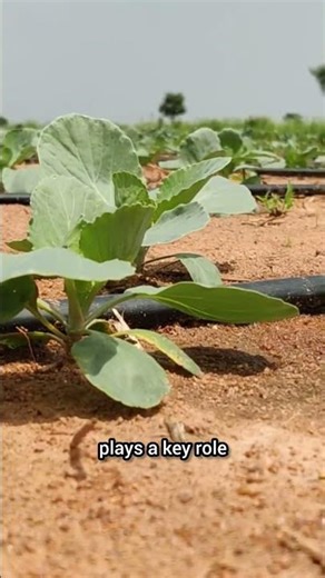 🥬 Cabbage cauliflower should always be sprayed with Gibberellic acid!#agriculture #farming