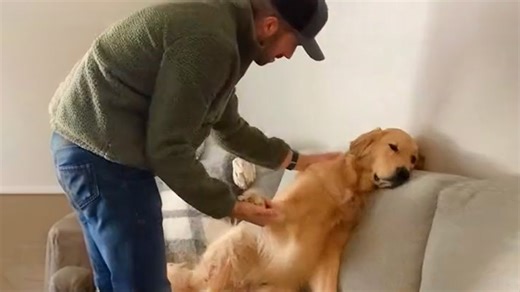 Dogs truly are gifts to their humans