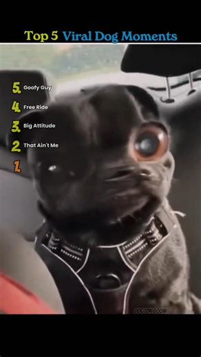 Top 5 Viral Dog Moments | Funny Dog Videos, Cute Dogs & Hilarious Dog Reactions