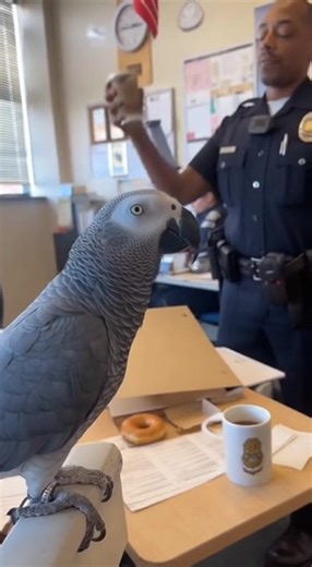 max the roaster 😂😂 #policeparrot #ParrotComedy #cophumor #talkingparrot #officerlaughs | Talk With Max