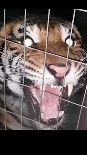 lion vs tiger : who would win in a real fight #lionvstiger #viralshorts #facts