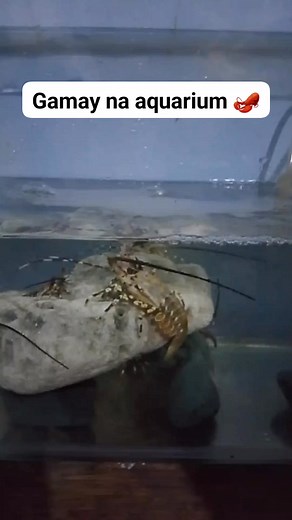 Little aquarium for baby lobster 🦞 #lobster #fishing #fishinglife | James Pelarios