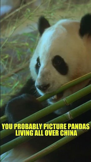 Why are pandas so different from other bears? #wildlife #facts #panda #giantpanda #bamboo #animals