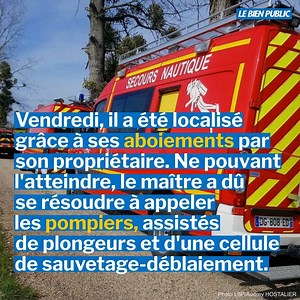 458K views · 5.7K reactions |  Un heureux dénouement pour le chien Billy, coincé six jours sous terre à Saint-Usage ! Il a été sorti sain et sauf de la galerie, après une mobilisation hors norme sur les réseaux sociaux. ⬇️⬇️⬇️ https://www.bienpublic.com/edition-la-plaine-la-saone/2019/04/05/saint-usage-une-operation-de-secours-difficile-pour-sauver-un-chien-coince-sous-le-canal | Le Bien Public | Facebook
