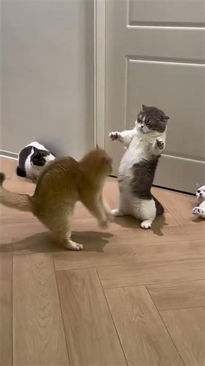 berantem tapi tetap lucu 😄😸#kucing #cat #shortvideo