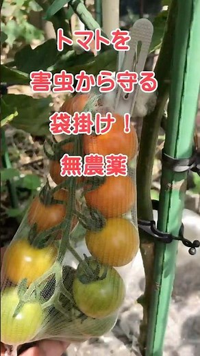 【トマトの袋掛け】害虫から守るアイデア紹介！ #トマト栽培 #タバコガ #オオタバコガ