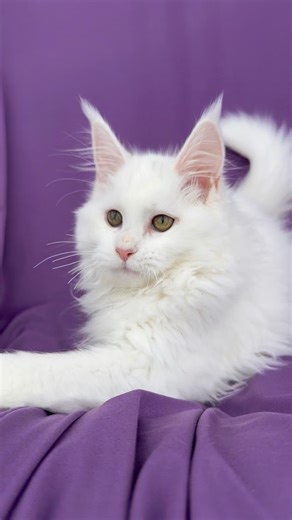 12 reactions | Loving Lynx Maine Coons, USA Registered Breeder on Reels | Facebook