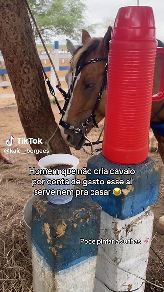 Pode sarga 🤣🤣🤣 #fyp #cavalo #vaquejada #resenha #casa #fouryou #viraltiktokvideo #vaiprofycaramba