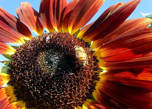 Red Sunflowers - How to Grow and Care for These Annual Flowers
