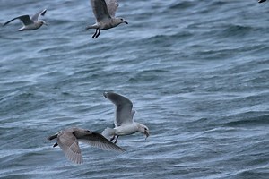 Gulls foraging in the waves