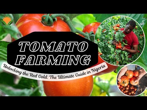 TOMATO FARMING IN NIGERIA:UNLOCKING THE RED GOLD_OURIA VIDEO 131