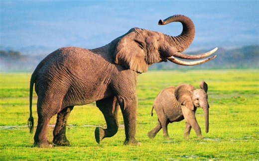 大象 Elephant 【4K HDR】