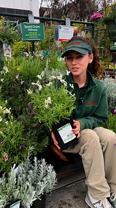 341K views · 4.6K reactions | ✨ Lavender 101: Know Your Varieties...