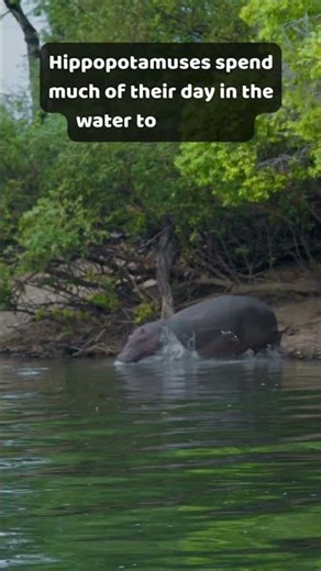 Hippopotamus Facts for Kids | Animal Facts Episode 38