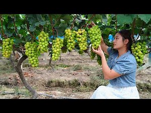 These Sweet Green Grapes are Perfect for Making Wine!