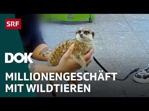 Wildtiere fürs Wohnzimmer – Von Qualzucht und illegalem Handel | DOK | SRF
