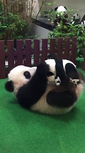 27K views · 707 reactions | Adorable panda baby is playing with her stuffed panda | Pandicorn | Facebook