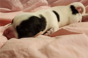 Blaze - Pomsky Puppy 1C5627