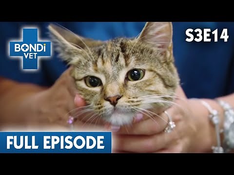 Cute Cat's Agonising Headache | Bondi Vet Season 3 Ep 14 | Bondi Vet Full Episodes