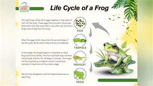 The Life Cycle of a Frog 🐸 ✨Egg ✨Tadpole ✨ Adult ✨ Frog 📍Obour branch 01001423093📞 01066359398📞 #hssa #the_arab_montessori_house #haidy_stepping_stones_academy‎. 📍الحي السادس مدخل ١ بجوار مسجد الغفور الرحيم و صيدليه عمران خلف كوك دور. https://maps.google.com/?q=30.206289,31.463661 | Haidy Stepping Stones Academy