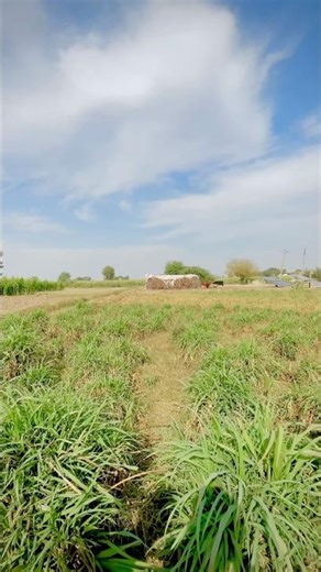 Green Oasis: A Walk Through the Serene Countryside asmr village shorts