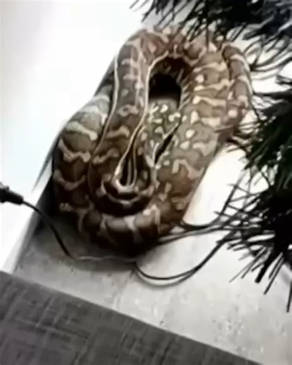 13K views · 125 reactions | Wrap this up and put it under your Christmas Tree!  A massive python has presented itself into the home of one unlucky Helensvale family. #9News | WATCH LIVE 5:30pm | 9 News Gold Coast | Facebook