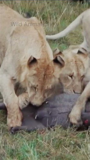 Sneaky Panther Hunts a Pig 😱 | Real Jungle Attack #wildlife #animals #animalshorts