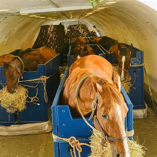 Yes, horses really do fly — and they travel better than most of us! These incredible animals are often flown across the globe for major races, shows, and breeding programs. Each horse travels in a specially designed air stall with padded walls, hay nets, and constant care from trained grooms. The cabins are climate-controlled, calm, and designed for comfort — think of it as first-class, equine edition. From the moment they step on board to the second they land, every detail is handled with preci