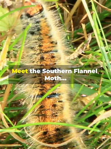 Southern Flannel Moth — Fluffy, Beautiful… and Deadly 🐛✨ Meet the Southern Flannel Moth, also known as the Puss Caterpillar in its larval stage. It may look soft, fluffy, and harmless… but hidden under its fur are venomous spines that can cause intense pain, burning, and swelling. As an adult moth, it transforms into a delicate, golden-brown beauty — proof that even the tiniest creatures can be both mesmerizing and dangerous. #SouthernFlannelMoth #PussCaterpillar #CaterpillarFacts #DeadlyBugs #