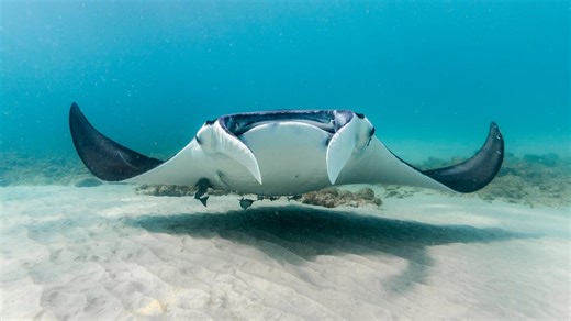 Giant manta ray died after Florida company caught it for SeaWorld Abu Dhabi