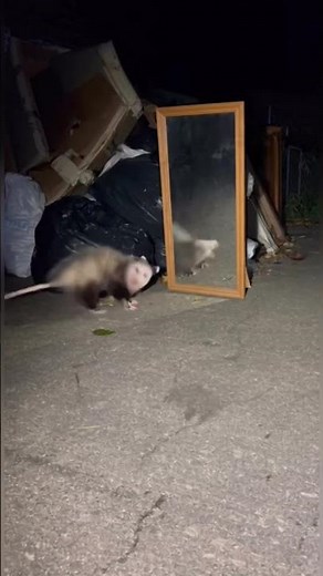 Who is the intruder? A possum FALLS in fear when it sees its reflection! 🤯#Oposum #Animals #sora2