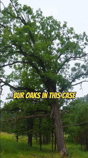 How-To: Find Oak Trees with OnX Hunt 🌳