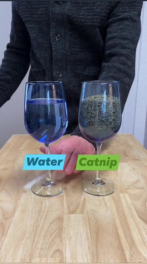 I wonder what wine sounds like? 🍷 | Cat Man Chris