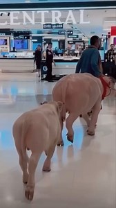 Thai People funny videos compilation . . . . #thailand #bangkok #travel #phuket #thai #thailandtravel #amazingthailand #asia #chiangmai #love #nature #travelgram #pattaya #krabi #kohsamui #photooftheday #travelthailand #bkk #funnyreels | I Love Thailand