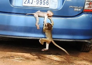 Baby Angel Pull Down Sister Jody & Alien from Very High Car | Monkey Family