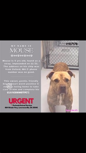 ⚠️Shelter is FULL⚠️ 💔URGENT- HW LONG TIMERS💔 🧸Norbert 🐭Mouse 📍Gwinnett Animal Shelter 📍Lawrenceville, GA 📩 Rescue Contact: AnimalRescue@gwinnettcounty.com | ☎️ 678-245-2447 📩 Foster Contact: AnimalFoster@gwinnettcounty.com Both of these sweet boys urgently need a foster or an adopter to save their lives. They are both super sweet, well behaved, and very affectionate. Their only downfall is that they are heartworm positive and because of their length of stay, they are considered urgent! T