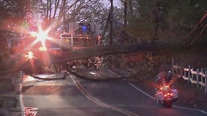 Large tree knocks down powerlines in Fairfax, Va. leaving dozens without power