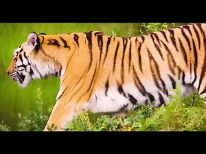 How Do Tigers Adjust to Habitat Loss?
