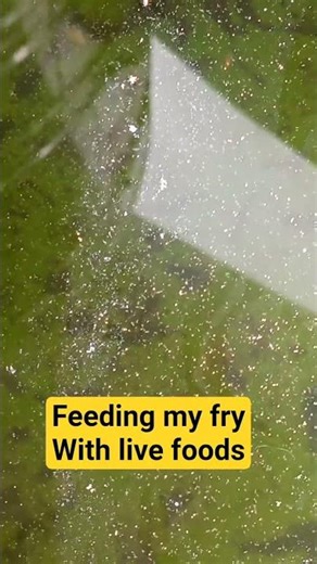 feeding my fry with live foods #freshwaterfish #guppies